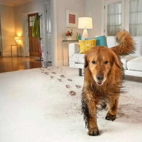 pet Stain Removal Friendswood TX